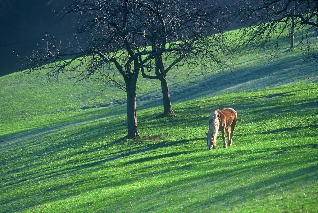 Вилла Tourist Farm Ljubica Поляне-над-Шкофьё-Локо Экстерьер фото
